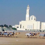 Camels in Dubai