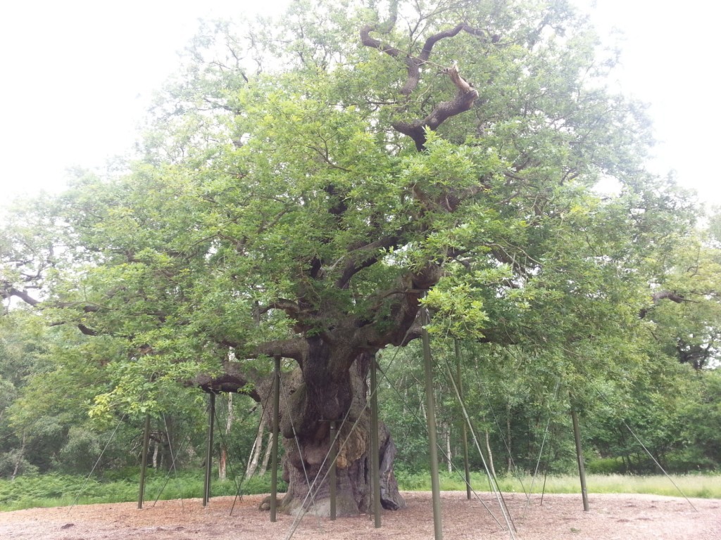 Nottingham-Major Oak