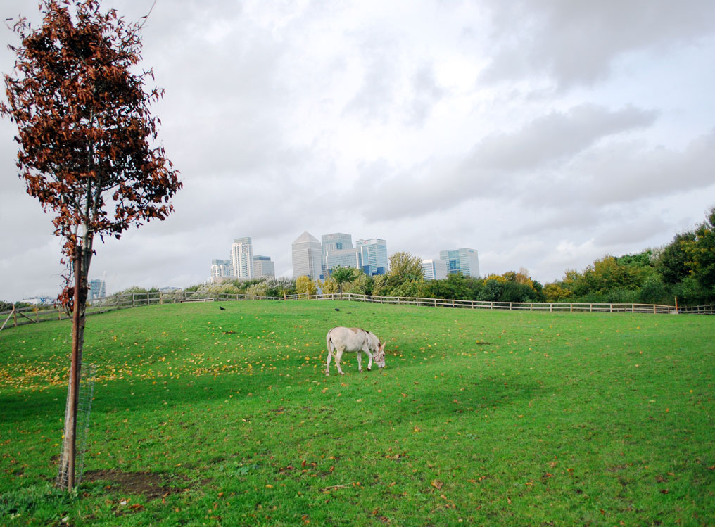 Mudchute Farm