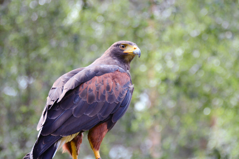 Annabelle from Go Active falconry experts offering photography masterclasses at Sherwood Hideaway