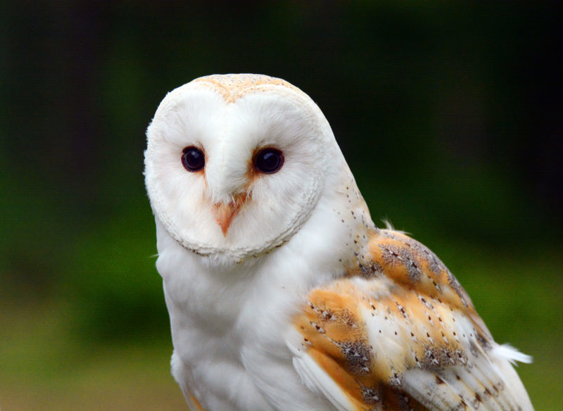 Bobby - a barn owl from Go Active falconry experts offering photography masterclasses at Sherwood Hideaway