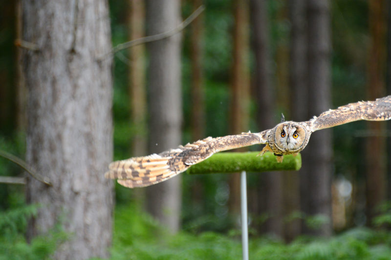 Squeak, a long eared owl from Go Active falconry experts offering photography masterclasses at Sherwood Hideaway