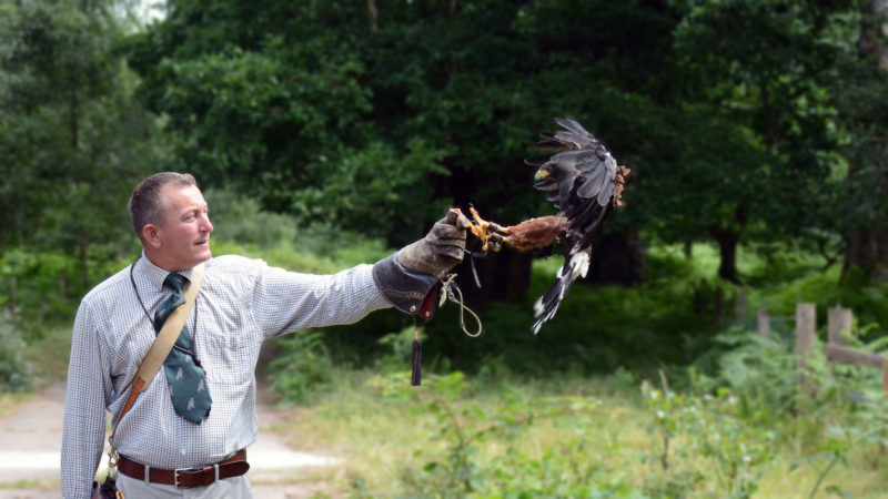 Go Active falconry experts offering photography masterclasses at Sherwood Hideaway