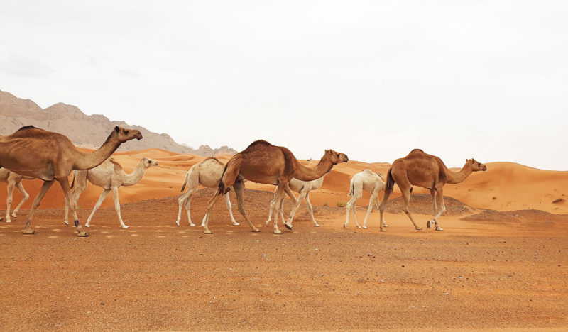 Camels in the Sharjah desert