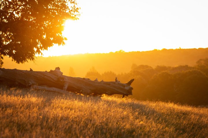 Richmond Park at sunset with a fallen tree across a sloping hill