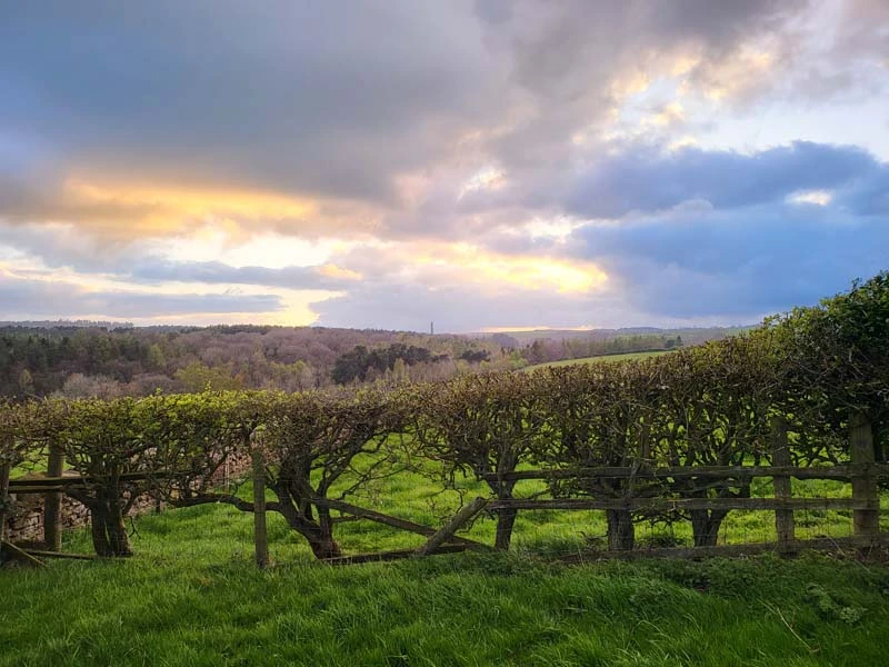 Exterior landscape photo. Trees and green grass fill the lower half of image with blue sky covered in part by clouds with streaks of yellow visible. 