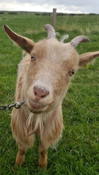 Close up of Wallace the Goat at Teesdale Cheesemakers. Take a break to go glamping in Teesdale is one of many things to do in Durham for couples 