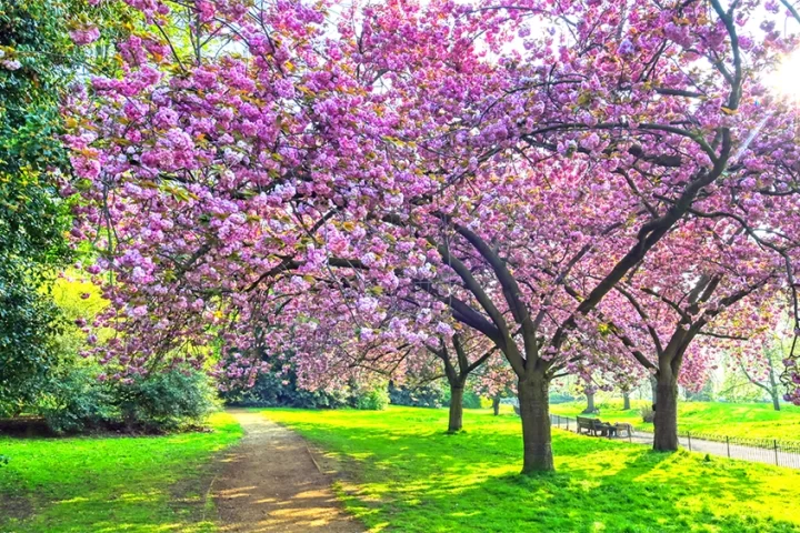 Purple tree flowering in Hyde Park, London, the UK's best park in 2023